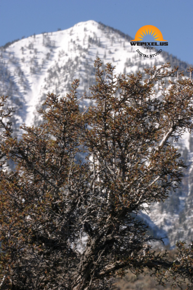 nevada nature gallery 04