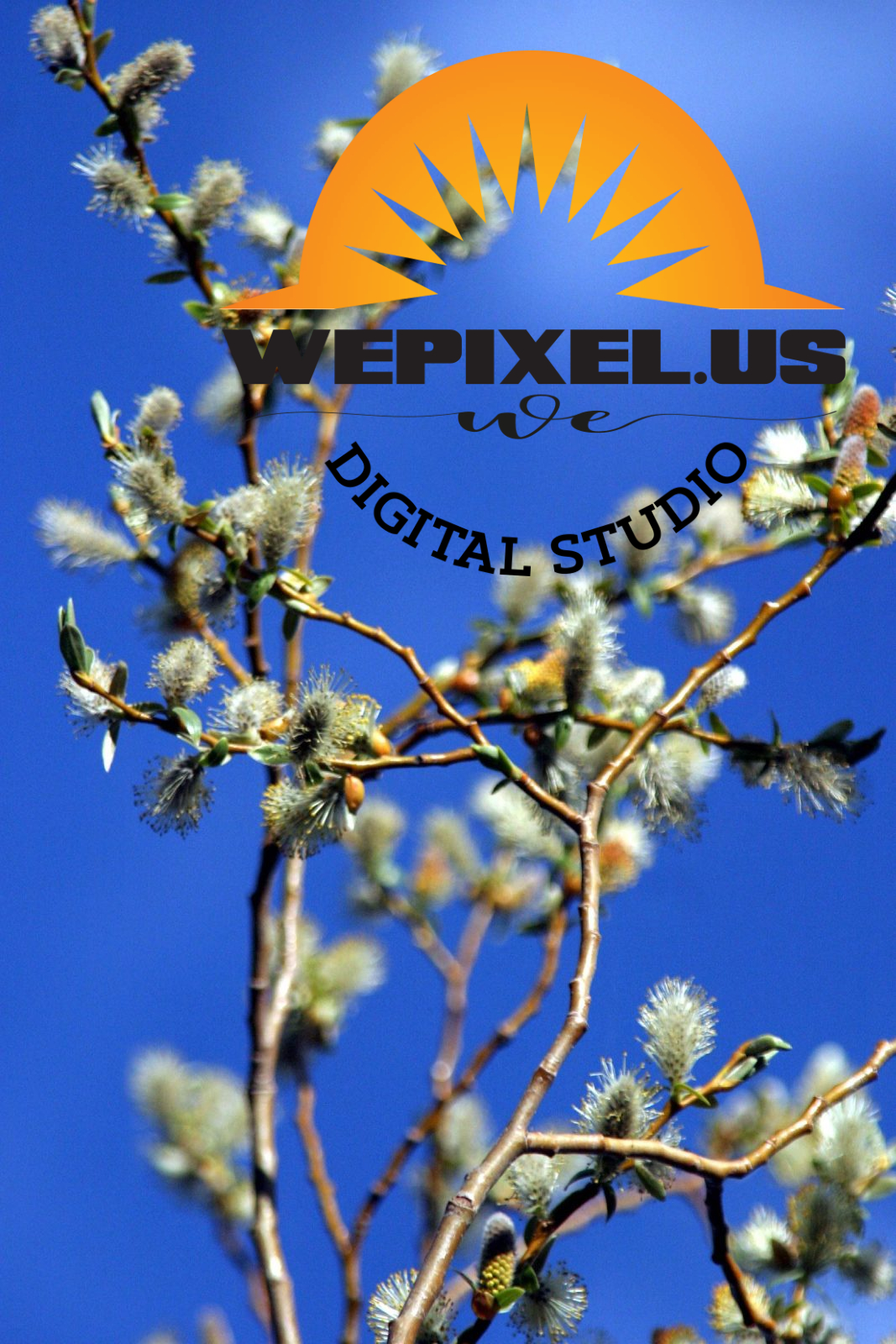 nevada nature gallery 17