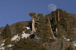 nevada nature gallery 23