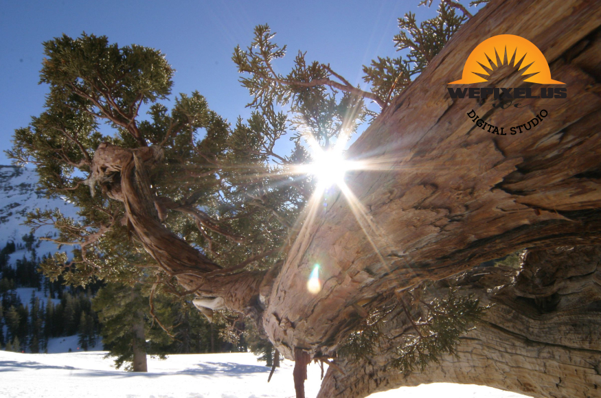 nevada nature gallery 47