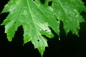 nevada nature gallery 62