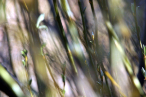 nevada nature gallery 65