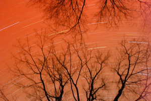 orange stars trees long exp