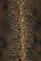 salt river wilderness 12