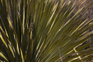 salt river wilderness 15