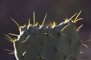 salt river wilderness 16